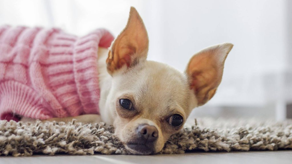 Chihuahua w ubranku dla psów