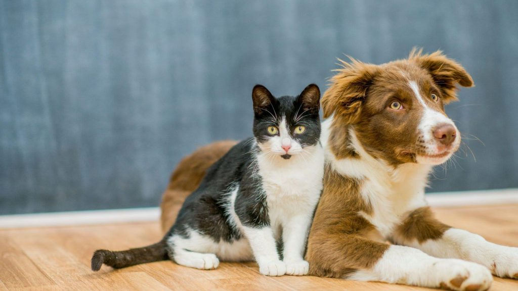 Kot i pies siedzący koło siebie