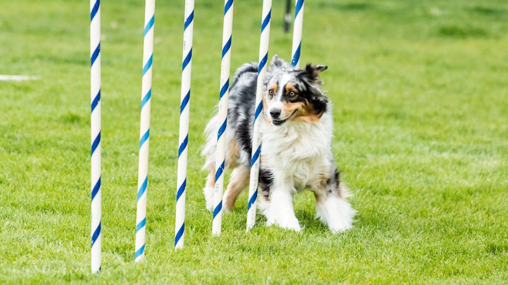 Trening agile dla psa