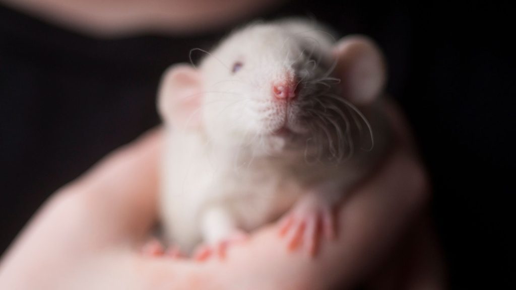 Biały szczur trzymany w dłoni