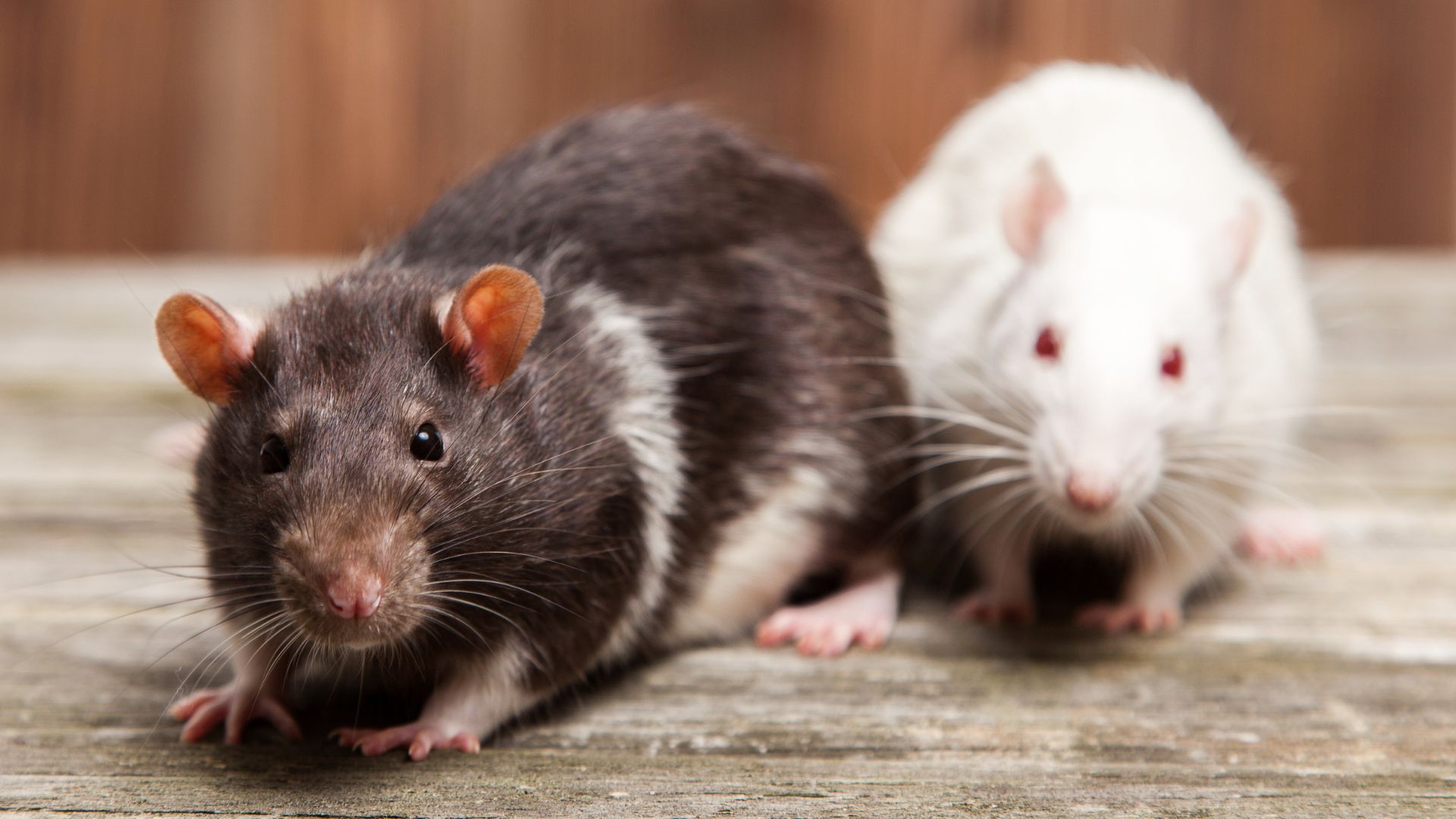 Dwa szczury. Szczury są uznawane za bardzo inteligentne gryzonie