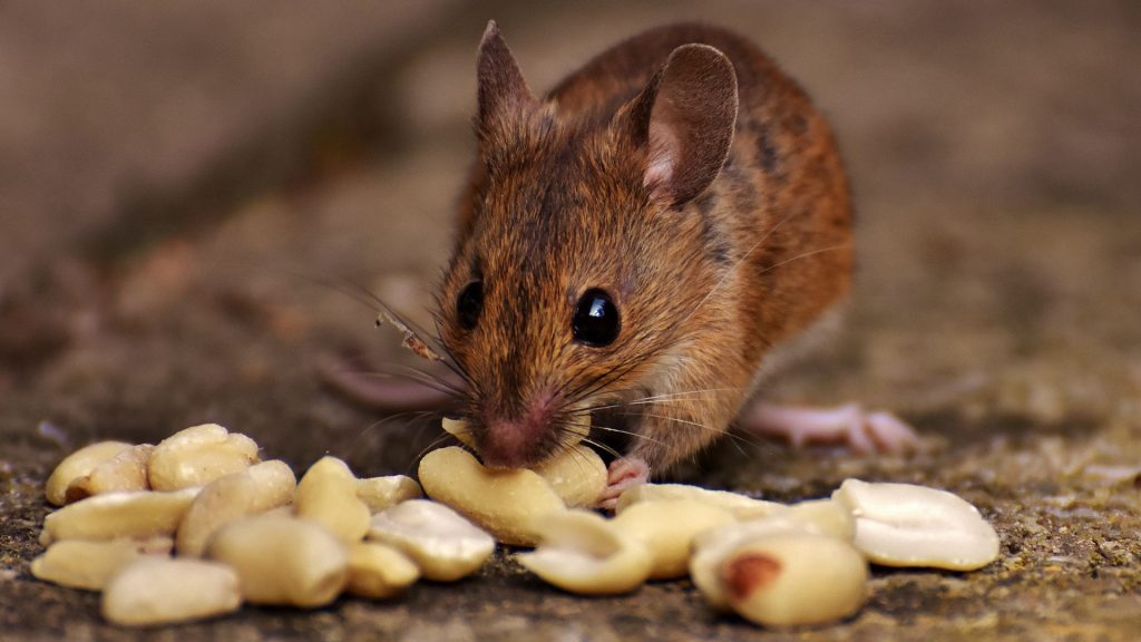 Mysia dieta - mysz jedząca orzechy