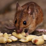 Mysia dieta - mysz jedząca orzechy