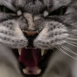 Agresywny kot