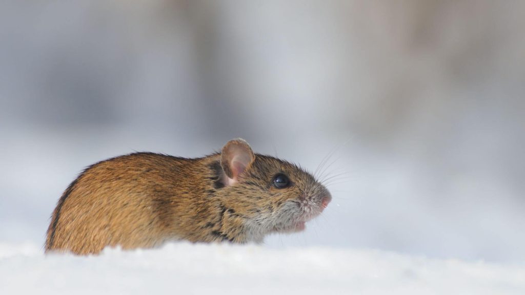 Mysz polna w czasie zimy