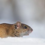 Mysz polna w czasie zimy